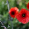 Red poppies are the symbol of war remembrance